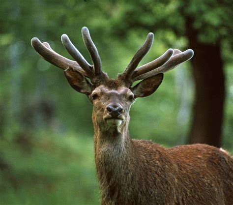 antlers meaning in hindi|antler meaning in english.